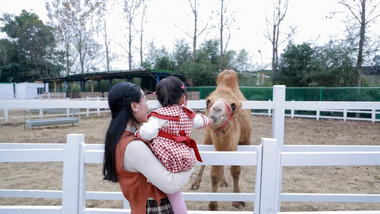 家庭陪伴妈妈抱孩子喂骆驼实拍