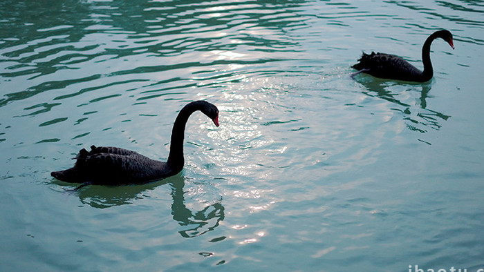自然湖水中嬉戏寻食的黑天鹅实拍