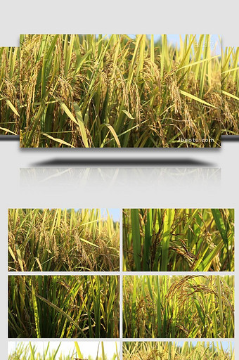 秋季收获丰收稻田水稻实拍4k图片
