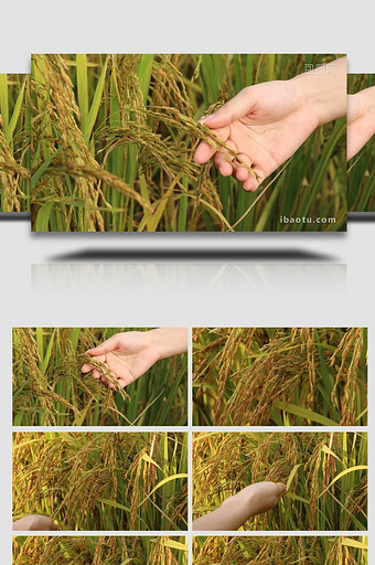 查看水稻成熟稻田实拍4k图片