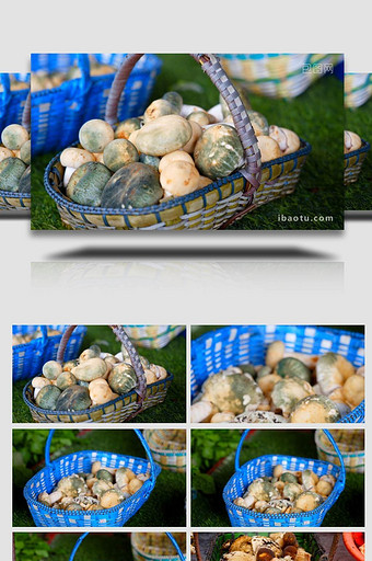 云南野生菌蘑菇青头菌4K实拍图片