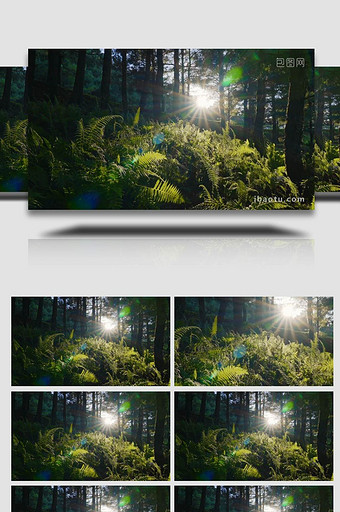 阳光下的树叶逆光唯美4K实拍图片