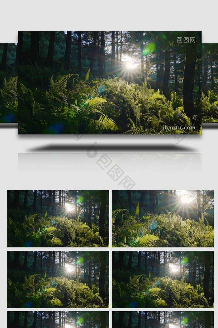 阳光下的树叶逆光唯美4K实拍