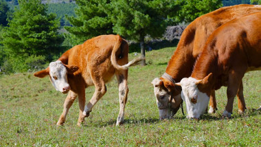 草坪上的牛群畜牧放牧4K实拍