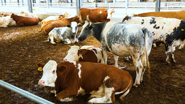 畜牧养殖牛棚中悠闲的牛实拍