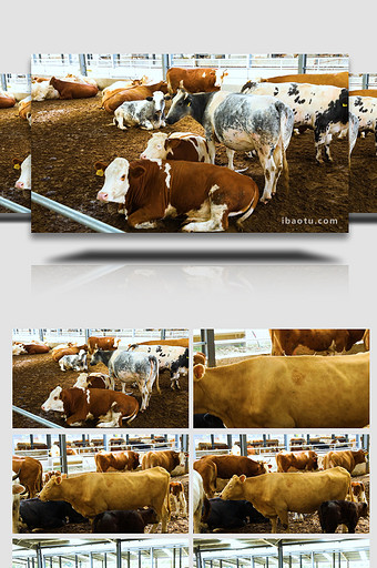 畜牧养殖牛棚中悠闲的牛实拍图片