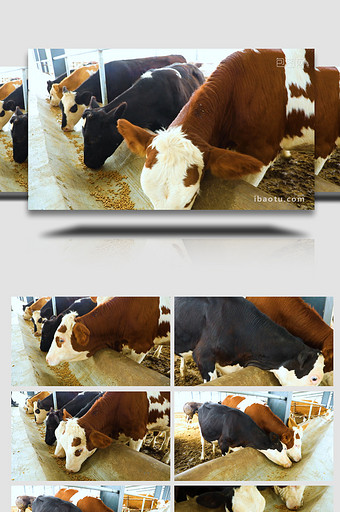 养殖场牛棚中的牛吃饲料实拍图片