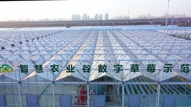 航拍智慧农业谷数字草莓示范园