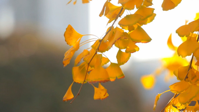 唯美清新的秋天银杏树实拍
