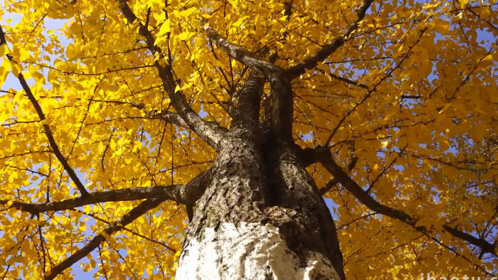 秋季阳光下金黄色银杏树实拍素材