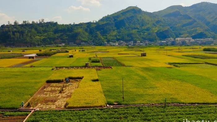 金色的稻田水稻成熟丰收场景实拍