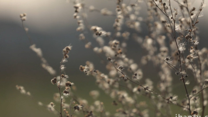 冬季枯萎的植物特写实拍