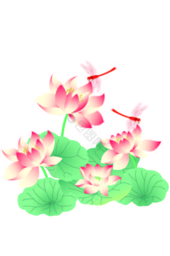 春季植物莲花荷花图片