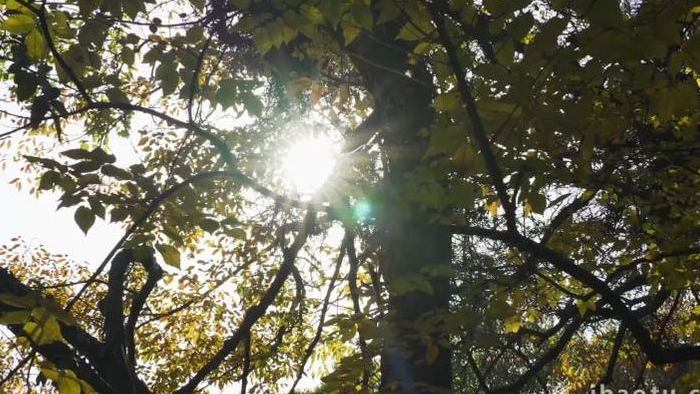 唯美秋景树叶透光空镜头合集实拍