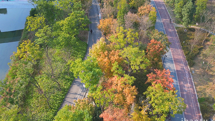 城市公园唯美秋景实拍