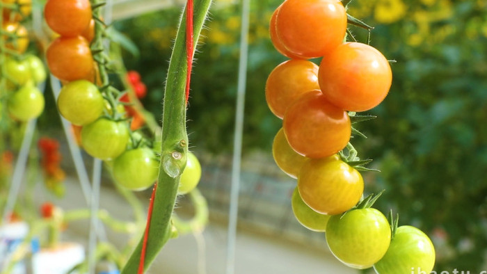 大棚蔬菜晶莹剔透的西红柿实拍
