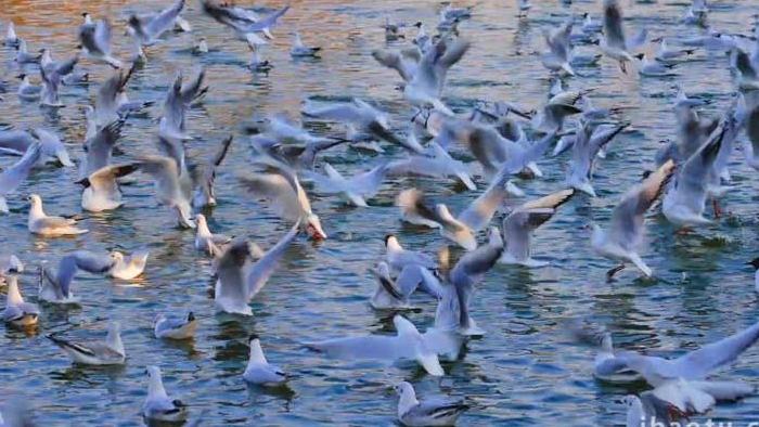 冬季成群嬉戏的海鸥鸥群鸟类实拍