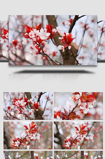 盛开的樱花花朵实拍樱花4K特写图片