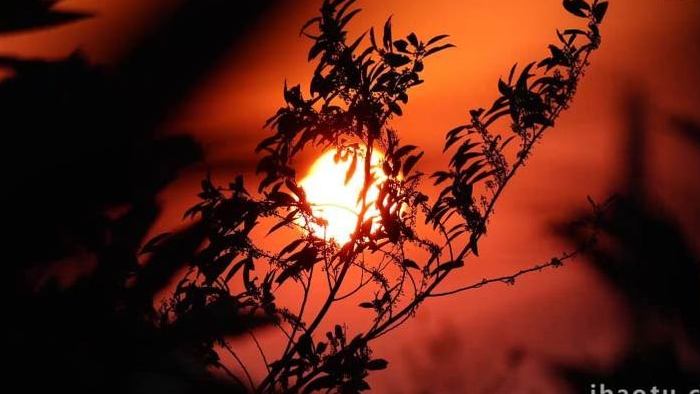 日落氛围唯美树影实拍4k