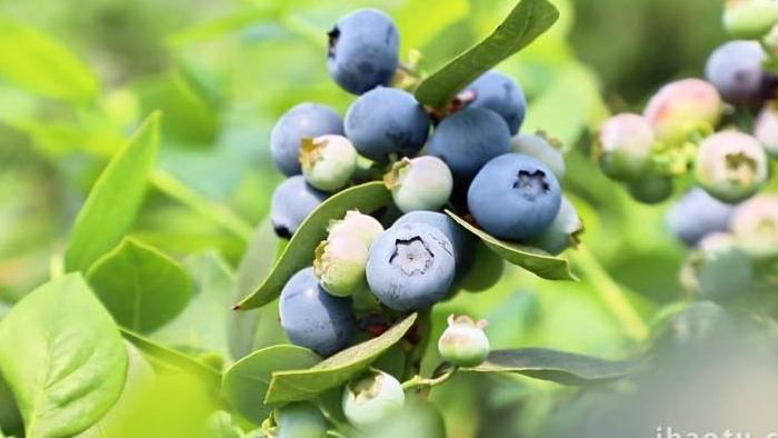 农业生产大棚蓝莓果实特写实拍