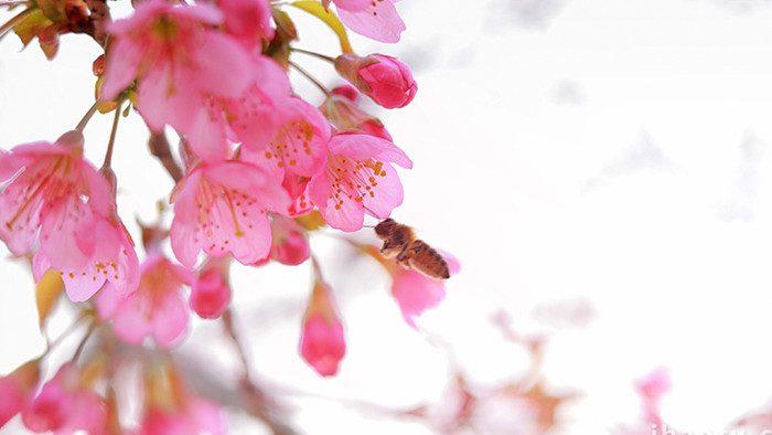 唯美清新冬樱蜜蜂采花蜜实拍视频