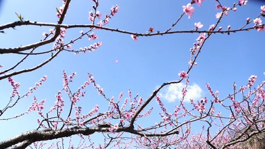 春天桃花唯美实拍近景特写