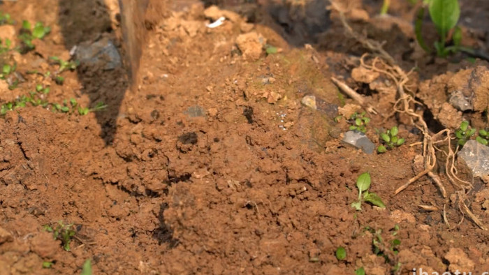 户外植树节种树栽树植树实拍视频