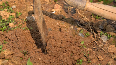 户外植树节种树栽树植树实拍视频