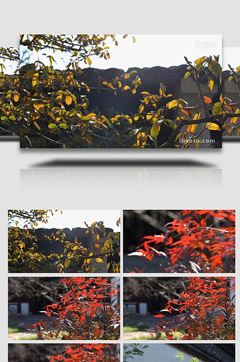 唯美冬季腊月树叶空镜合集实拍图片