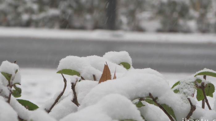 冬季雪景下雪树叶积雪4K实拍