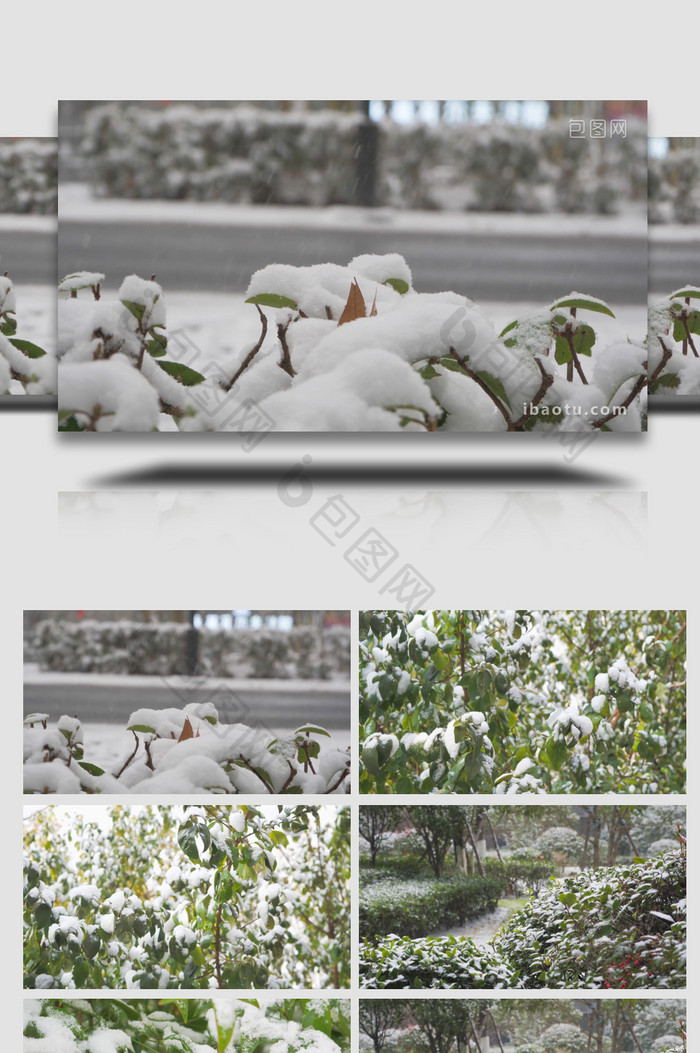 冬季雪景下雪树叶积雪4K实拍