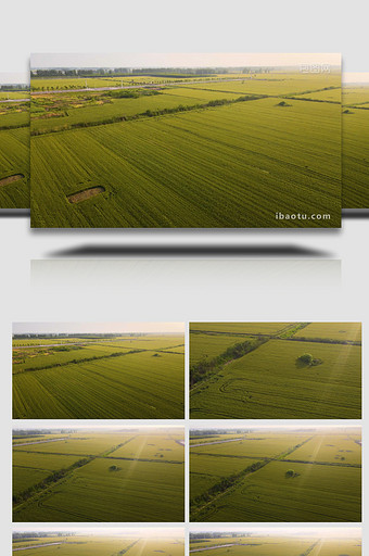 春天麦田小麦4K航拍图片