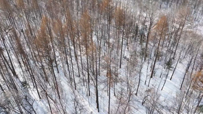 自然冬季雪地树木森林航拍