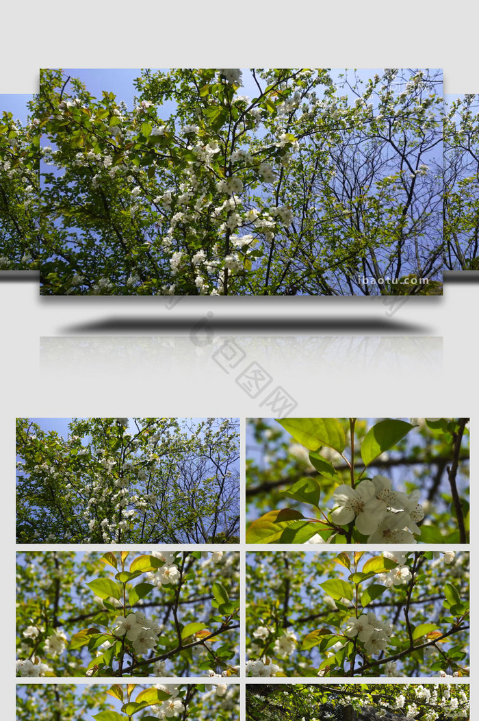 春季白色海棠盛开实拍