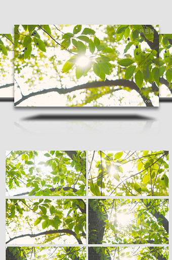 春季树木发芽树长出新叶4K实拍图片