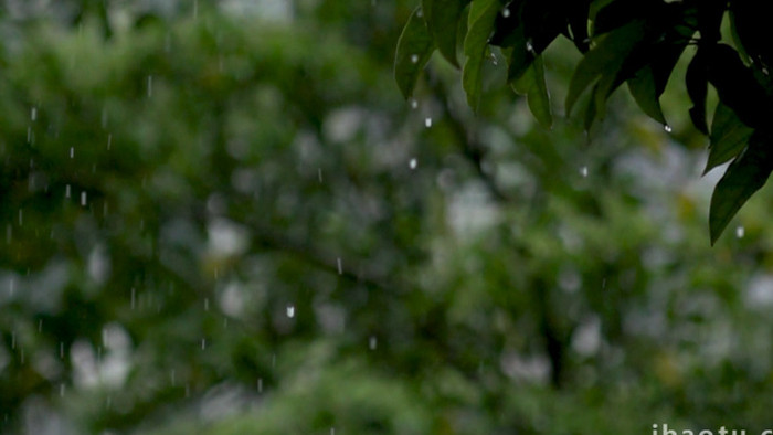 雨季唯美升格镜头实拍素材