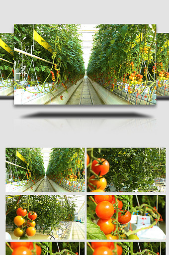 果园里硕大丰满的西红柿实拍图片