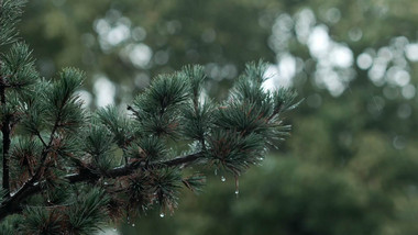 清新春天雨中绿色自然空镜头实拍