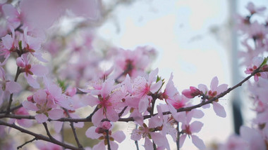 春天桃花盛开唯美空镜实拍