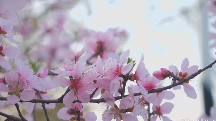 春天桃花盛开唯美空镜实拍