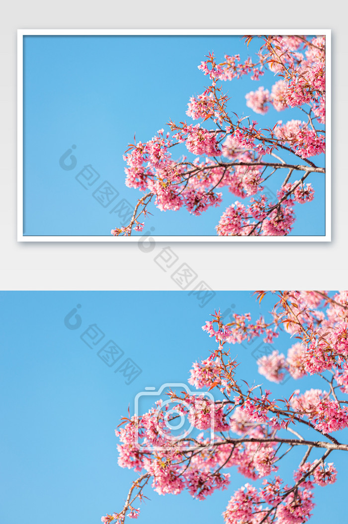 春天蓝天下的樱花图片图片