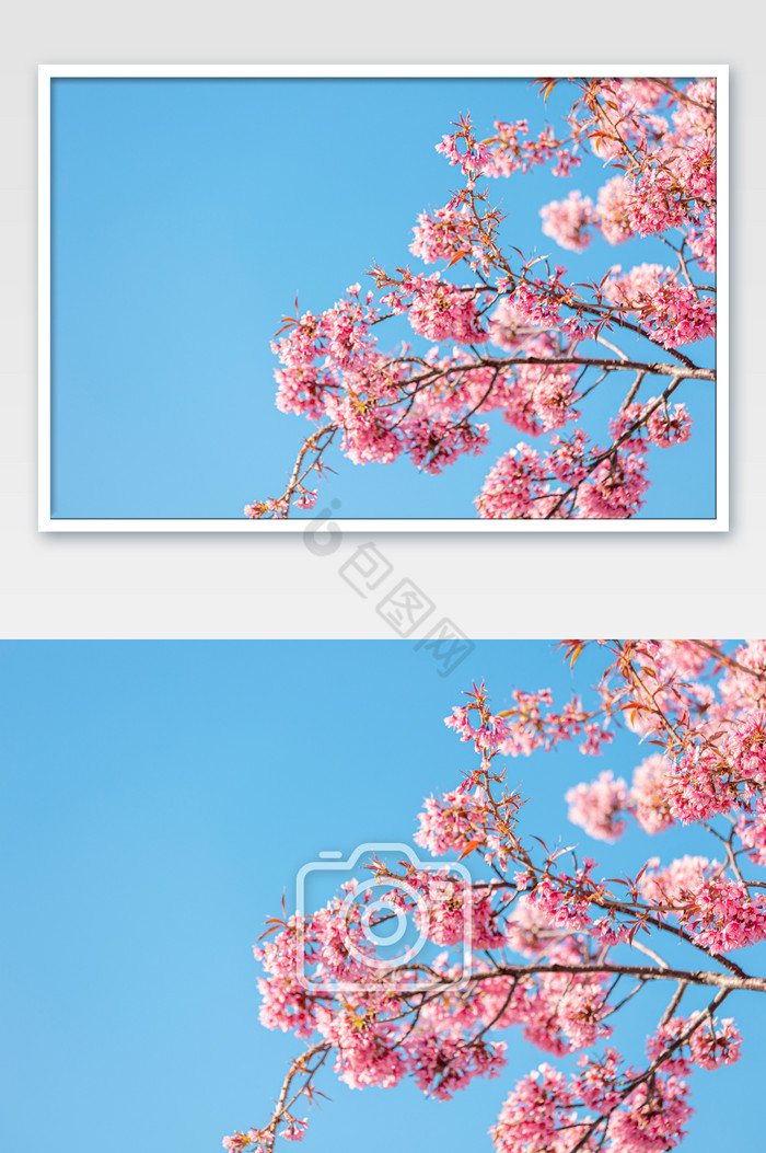 春天蓝天下的樱花图片