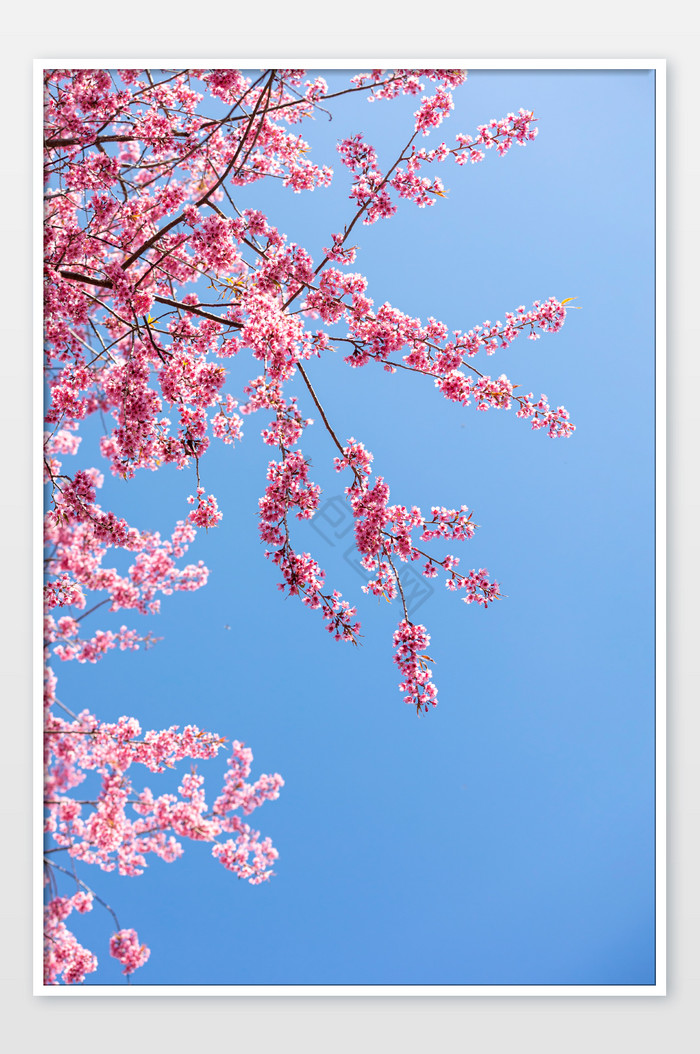 春天美丽的樱花图图片