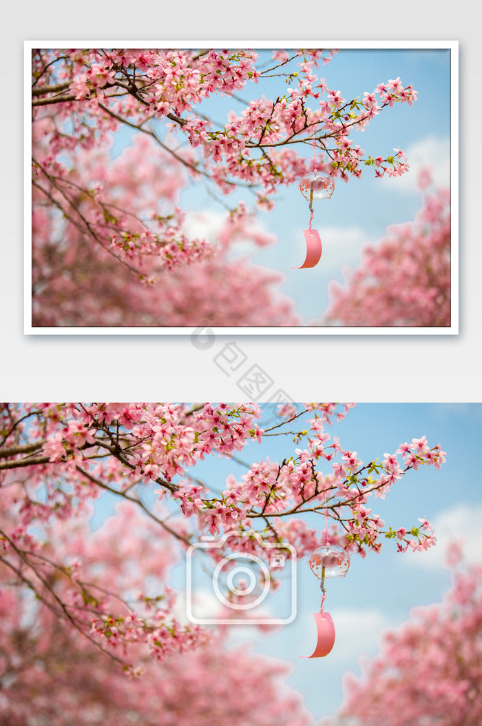 樱花风铃浪漫樱花树图片