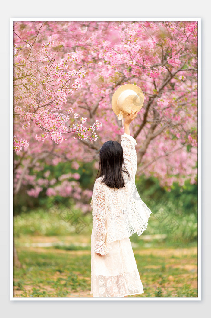 春天樱花美女赏花背影