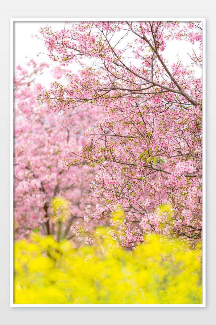 油菜花和樱花春天的浪漫