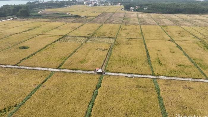 自然农业水稻收割航拍