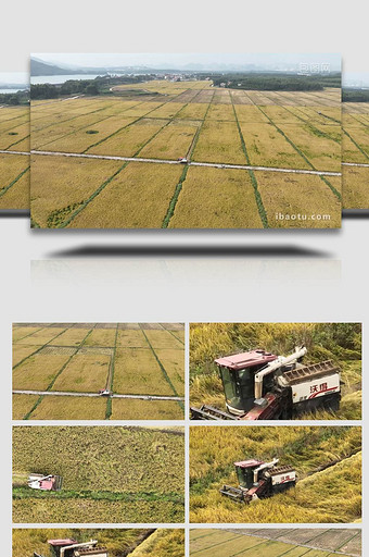 自然农业水稻收割航拍图片