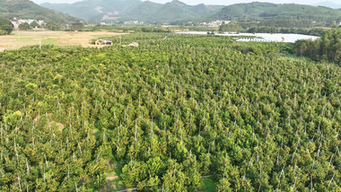 自然农业种植柑橘航拍