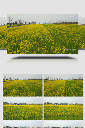 自然季节春天唯美金黄油菜花实拍图片